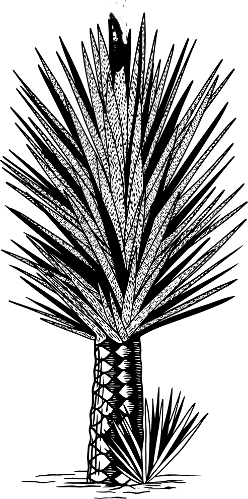 Bouler-Cuishe-quiote