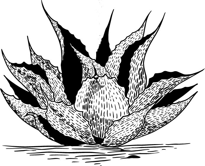 Bouler-Tobala-quiote